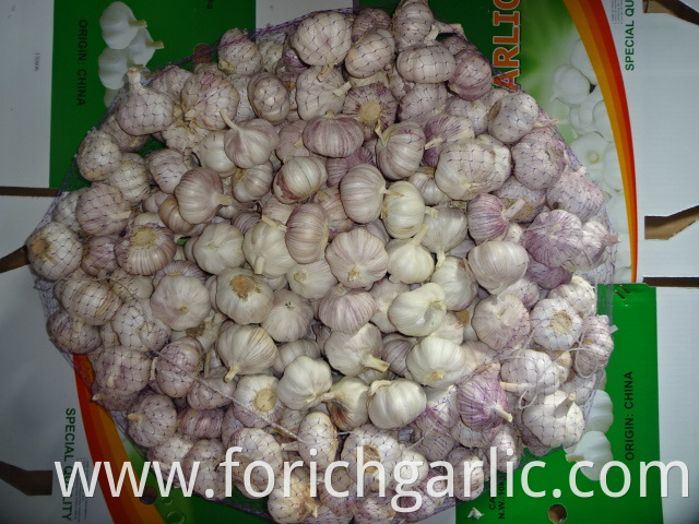 Garlic In Carton